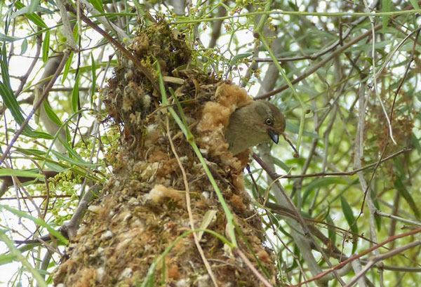 Chiếc tổ ấm cúng này thuộc về chim sẻ bushtit. Loài chim này tạo cho mình \'ngôi nhà\' treo từ cỏ và mạng nhện. Ảnh: Flickr/Mike\'s Birds.